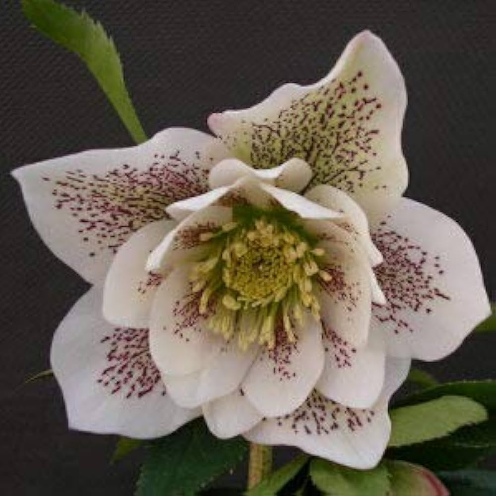 Amazon | クリスマスローズ エレガンスホワイト 八重咲き・中輪