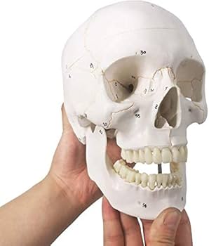 Amazon.co.jp: 人類の頭蓋骨解剖モデル、3部品、正常大、骨縫い線付き