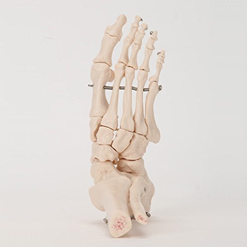 Amazon.co.jp: 7ウェルネ 足関節模型 実物大 [ 人体模型 骨格模型 骨格