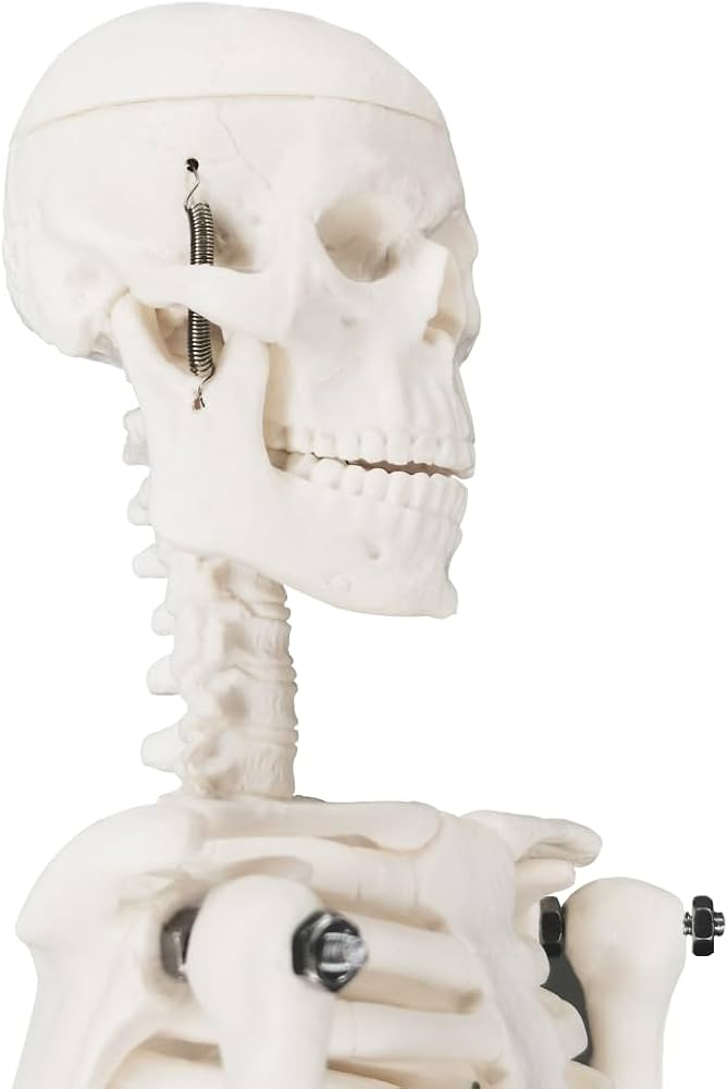 Amazon.co.jp: 人間の骨格模型、人体模型 骨可動式の腕と脚を備えた