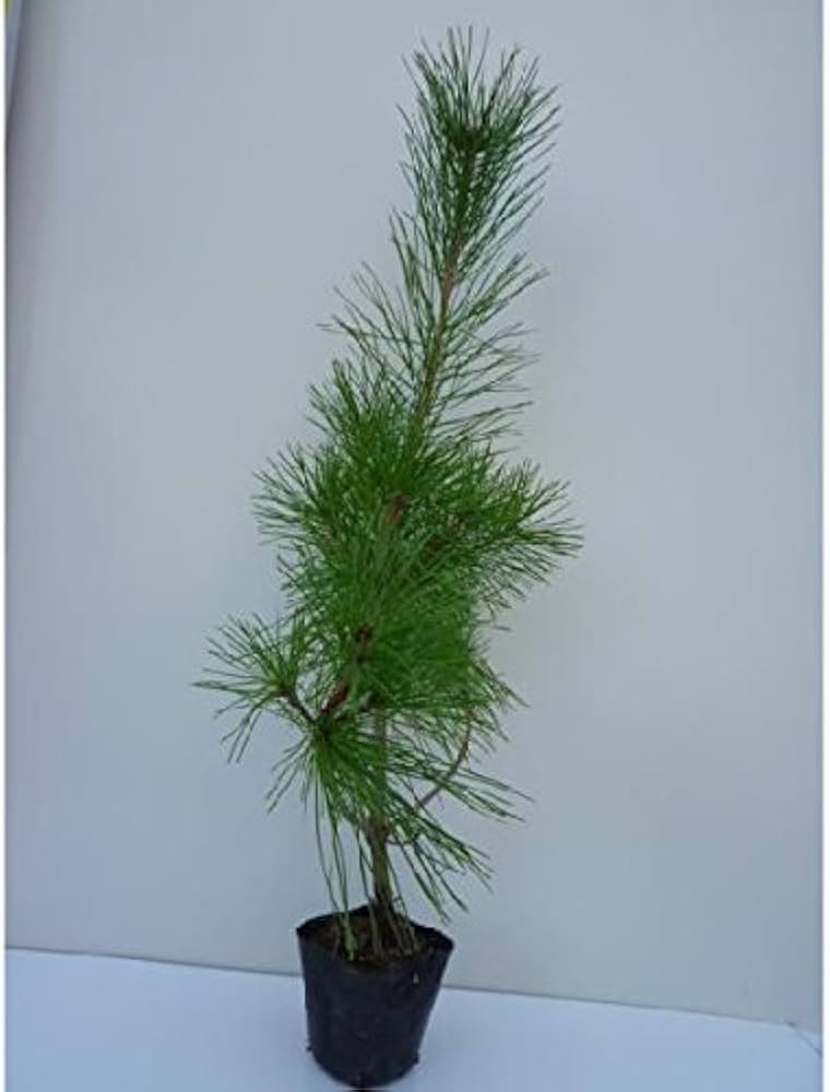 41qgTNkDq3L._AC_UF1000,