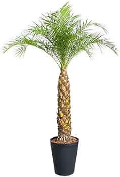 41sRSjtALSL._AC_UF350,