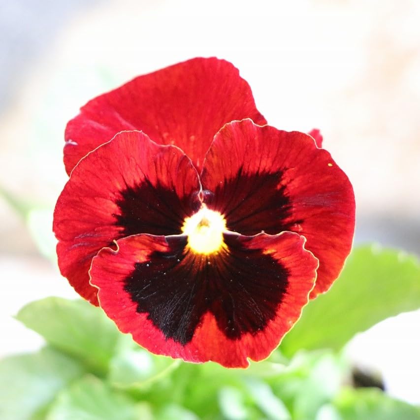 Amazon.co.jp: パンジー レッドブロッチ 3.5号ポット苗 3株セット 寄せ