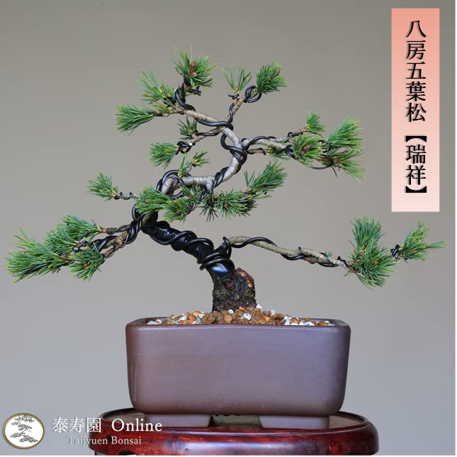 Amazon.co.jp: 八房五葉松『瑞祥』小品盆栽【泰寿園 Online】 : DIY