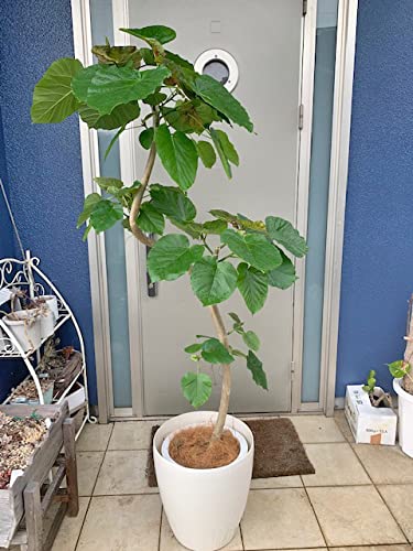 観葉植物 10号 ウンベラータ」の人気商品一覧 | 安い商品を通販サイト