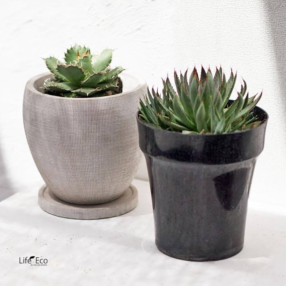 Amazon.co.jp: 多肉植物 アガベ・フィリグリー（チタノタ/圓葉拇指