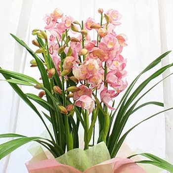 Amazon.co.jp: シンビジューム鉢植え 【ピンク色】3本立て ギフトに蘭