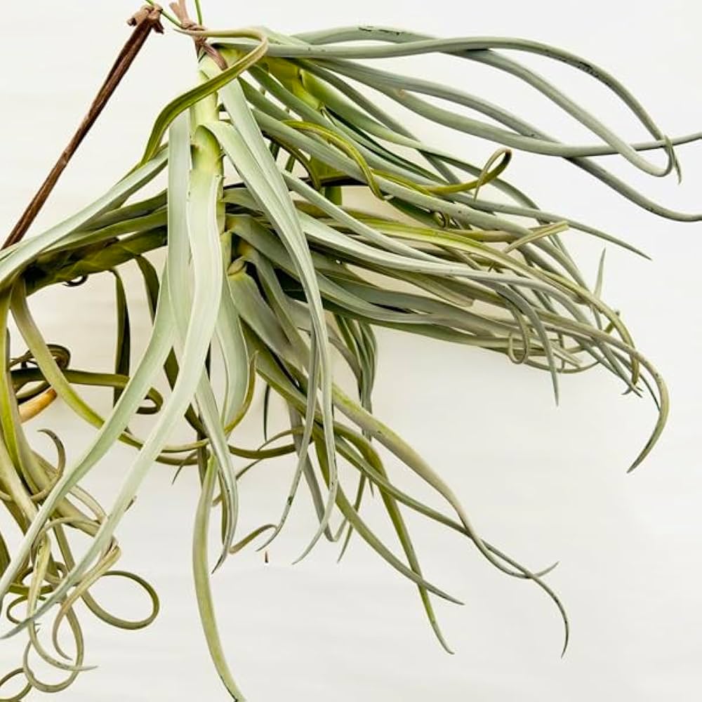 Amazon｜観葉植物：チランジア エアープランツ ドラティ 現品