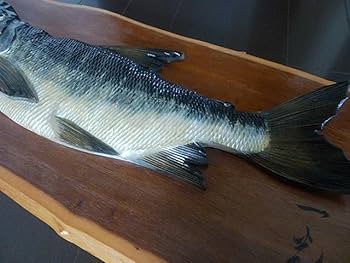 Amazon.co.jp: 一光作鮭彫刻壁掛け天然木彫り伝統工芸品サケさけ魚