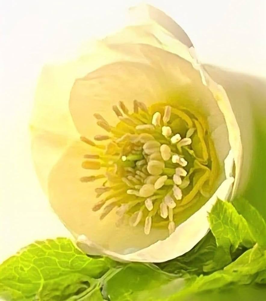 Amazon.co.jp: ☆クリスマスローズ 大木ナーセリー 超小輪花 手毬咲き