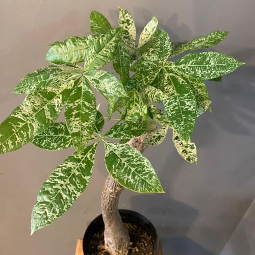 観葉植物 パキラミルキーウェイ」の人気商品一覧 | 安い商品を通販