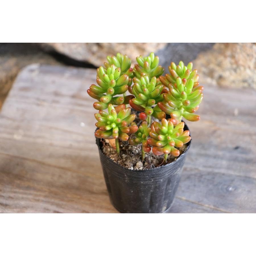 Amazon.co.jp: 多肉植物 セダム 虹の玉 2.5〜3号ポット苗 1株販売