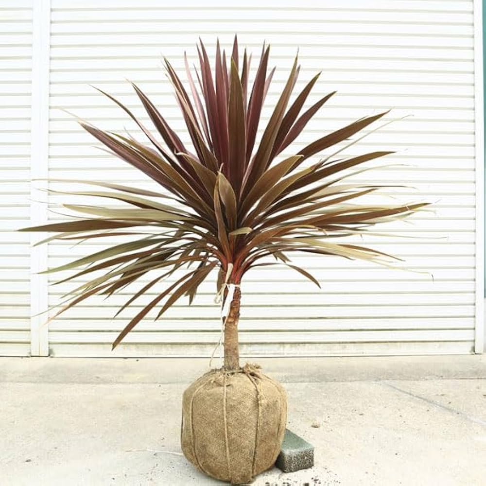 Amazon.co.jp: 庭木 植木：コルジリネ・オーストラリス・レッドスター