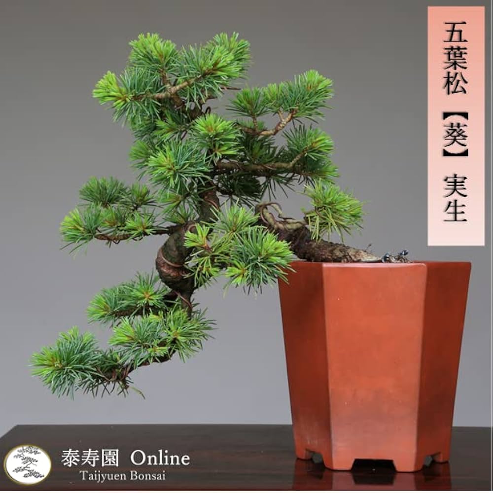 Amazon.co.jp: 八房五葉松『葵』実生 小品盆栽【泰寿園 Online】 : DIY