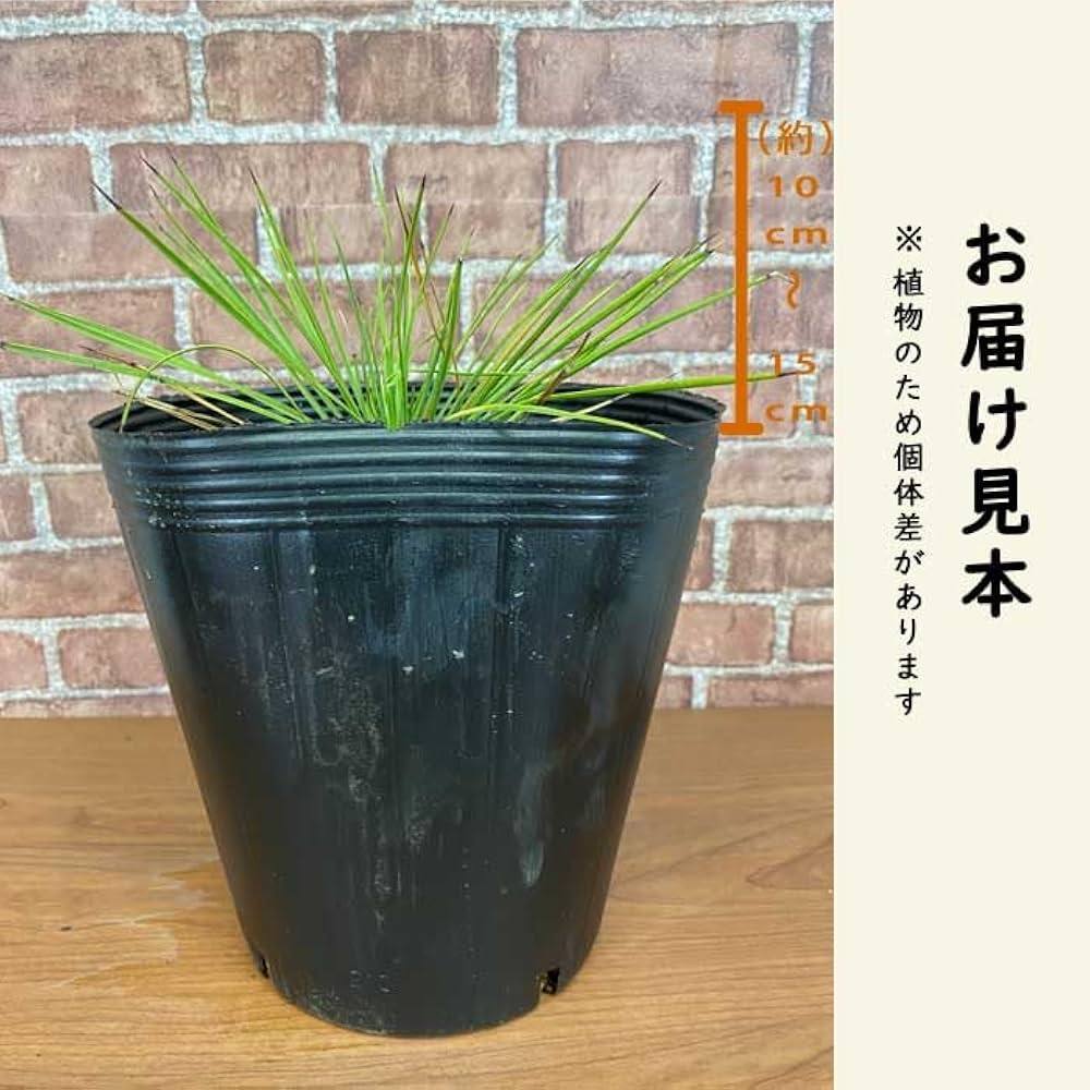 Amazon.co.jp: 庭木 苗木 ユッカ リネアリフォリア 21cmポット 植木