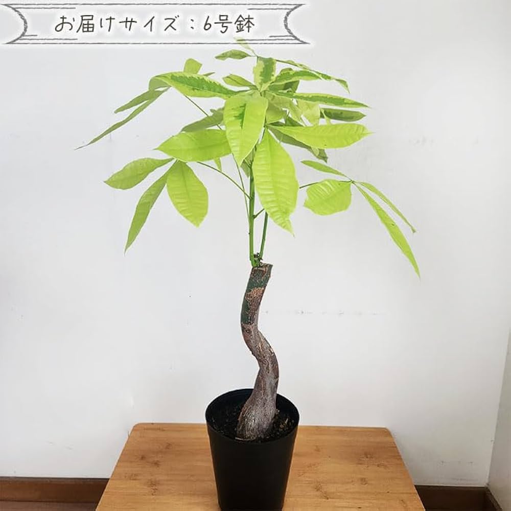 Amazon｜観葉植物 斑入りパキラ ムーンライト 6号鉢 パキラ 観葉植物
