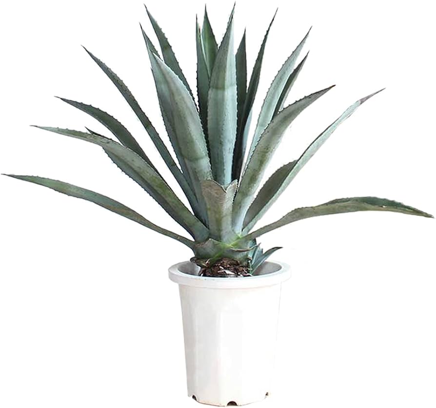Amazon｜アガベ アオノリュウゼツラン 10号｜観葉植物 オンライン通販