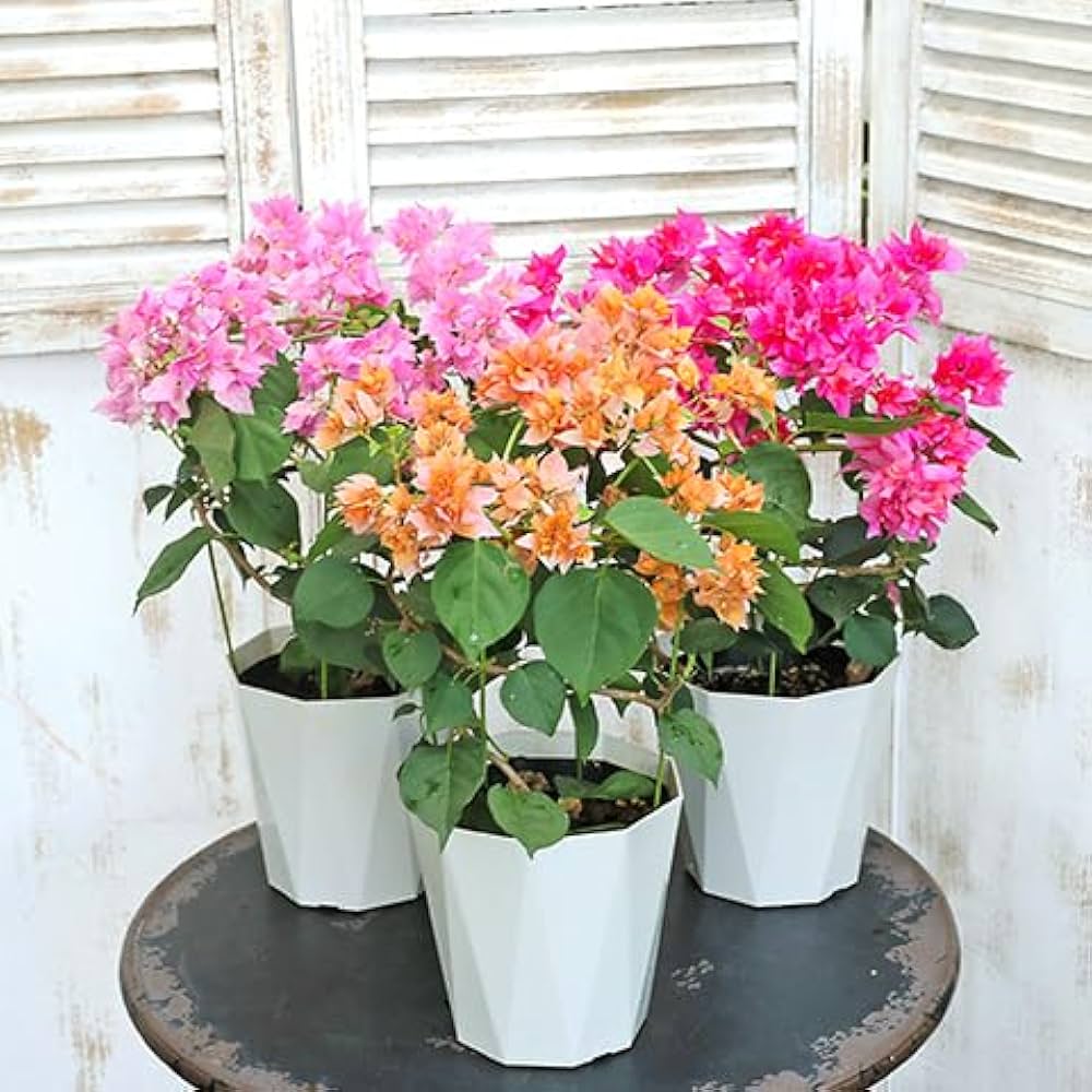 Amazon.co.jp: 花木苗 ブーゲンビリア 八重咲き 赤・ピンク・オレンジ