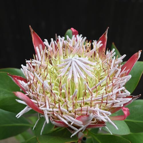 Amazon｜プロテア リトルプリンス プラ鉢入り ネイティブフラワー