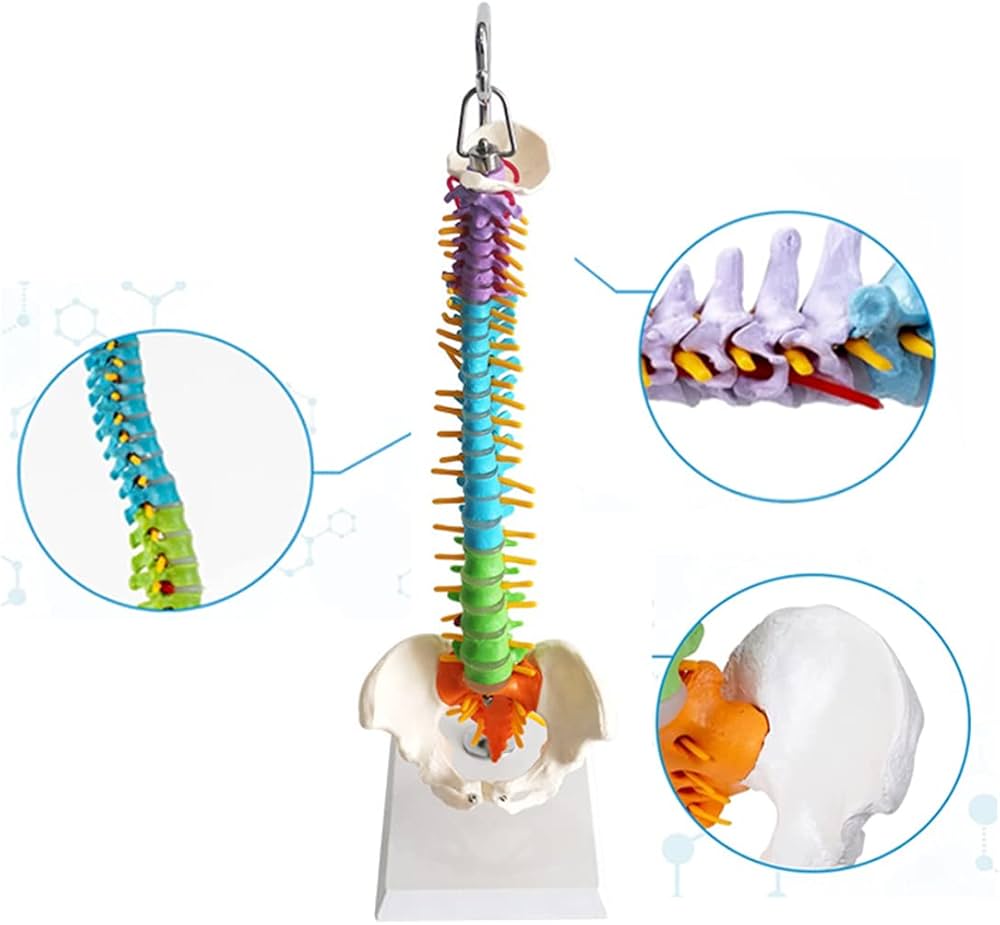 Amazon.co.jp: 【理学療法士監修】脊椎 模型 45cm 可動式 脊椎骨盤模型