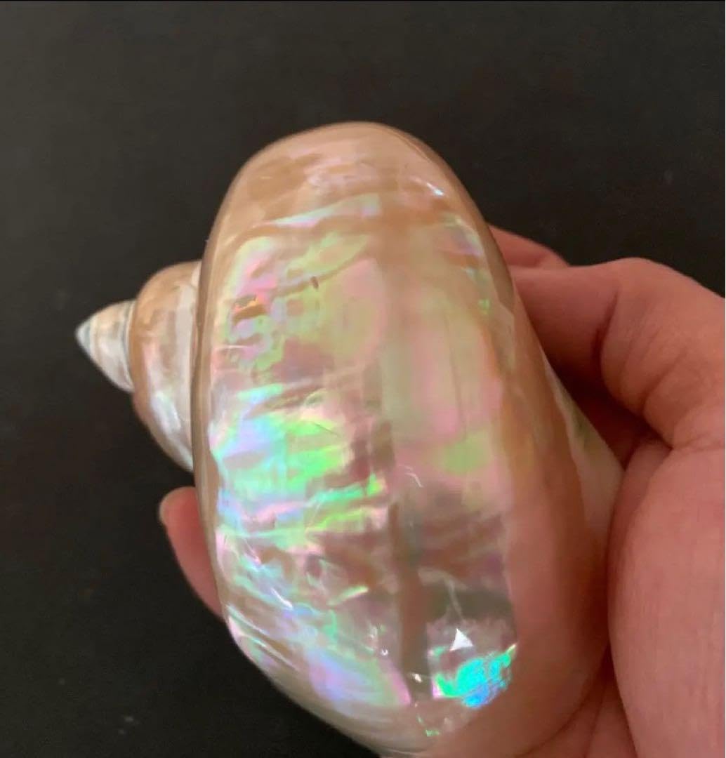 Amazon.co.jp: 夜光貝 2個セット 姿磨き インテリア 飾り物