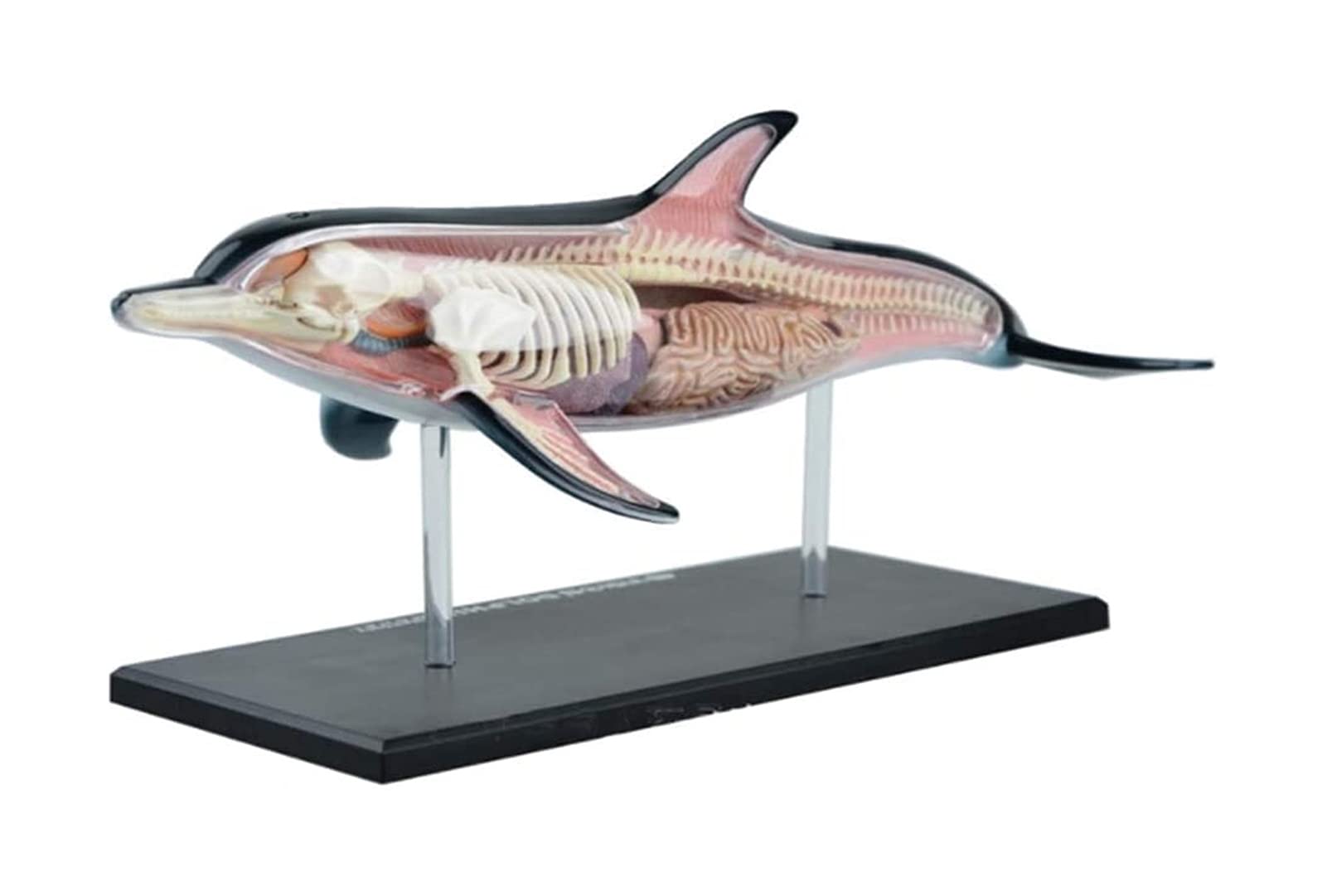 Amazon.co.jp: 胴体と骨格モデルの解剖学的, イルカ解剖学的モデル