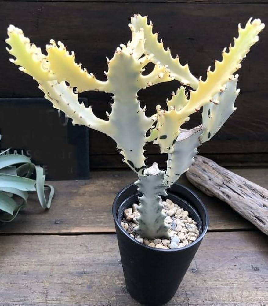 Amazon｜ホワイトゴースト 4号 高級 レアなユーフォルビア 多肉植物