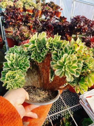 綴化」の人気商品一覧 | 安い商品を通販サイトから探す - 価格.com