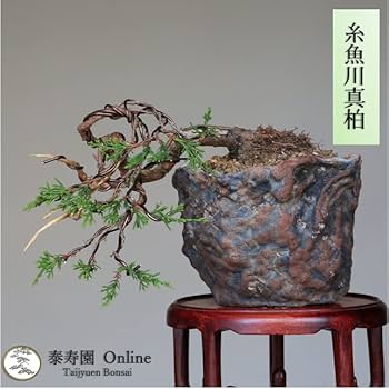 511vq+fYMxL._AC_UF350,