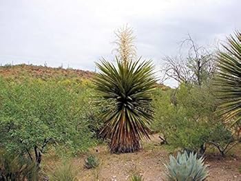 Amazon | 【種子】Yucca Faxoniana◇ユッカ・ファクソニアーナ◎耐寒性