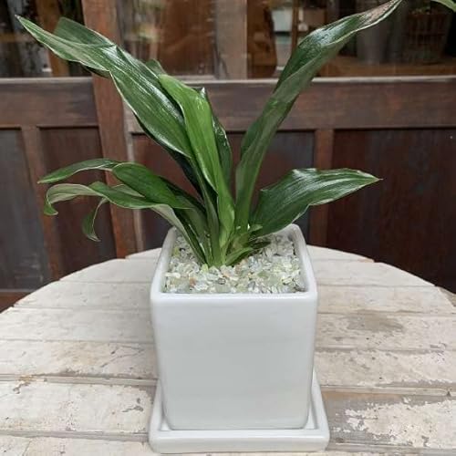 万年青」の人気商品一覧 | 安い商品を通販サイトから探す - 価格.com