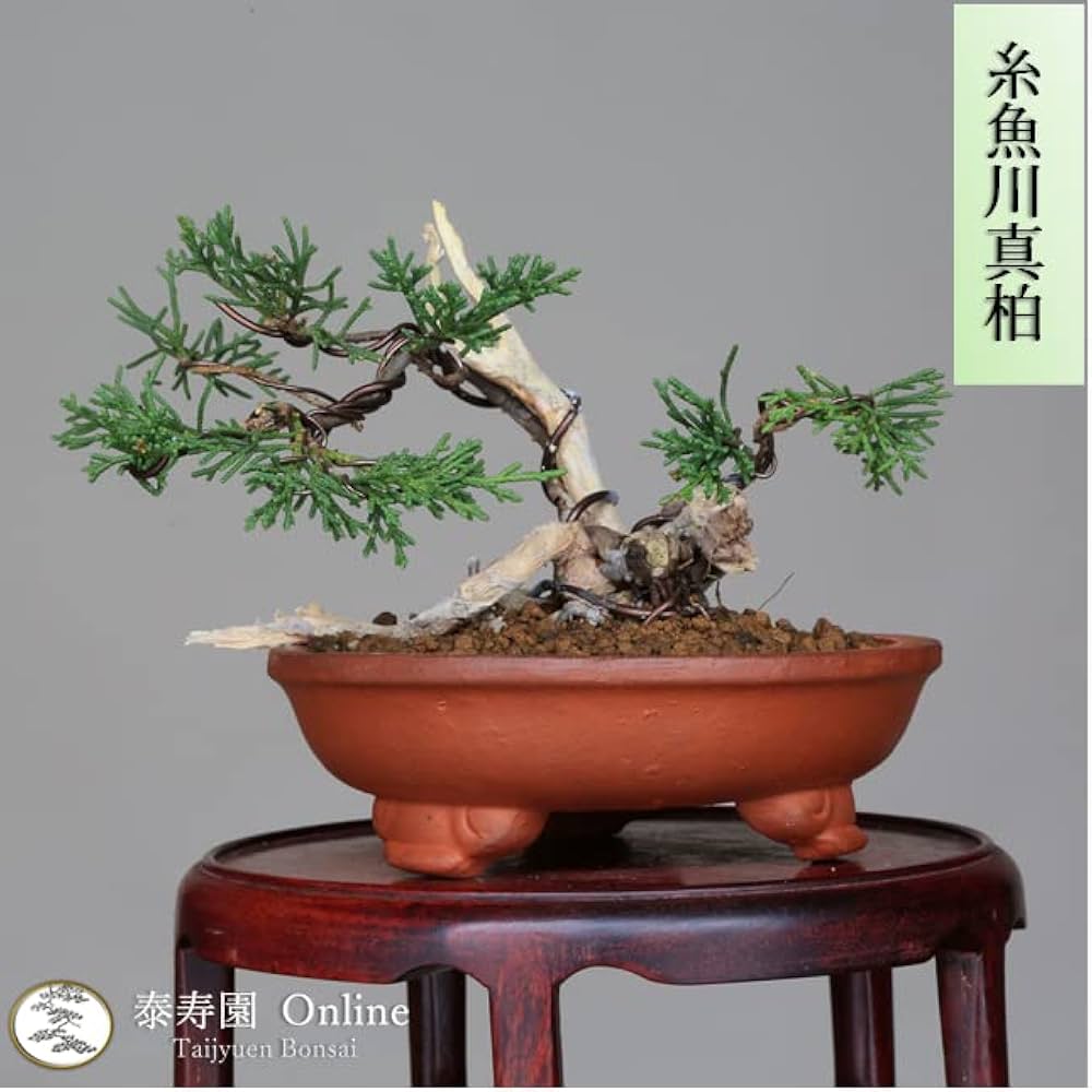 Amazon.co.jp: 『タヌキ真柏』糸魚川真柏 ミニ盆栽 (双幹)【泰寿園