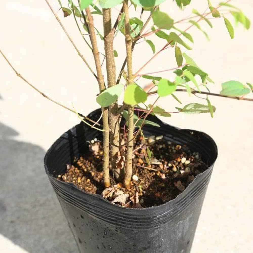 512vZGdgYjL._AC_UF1000,