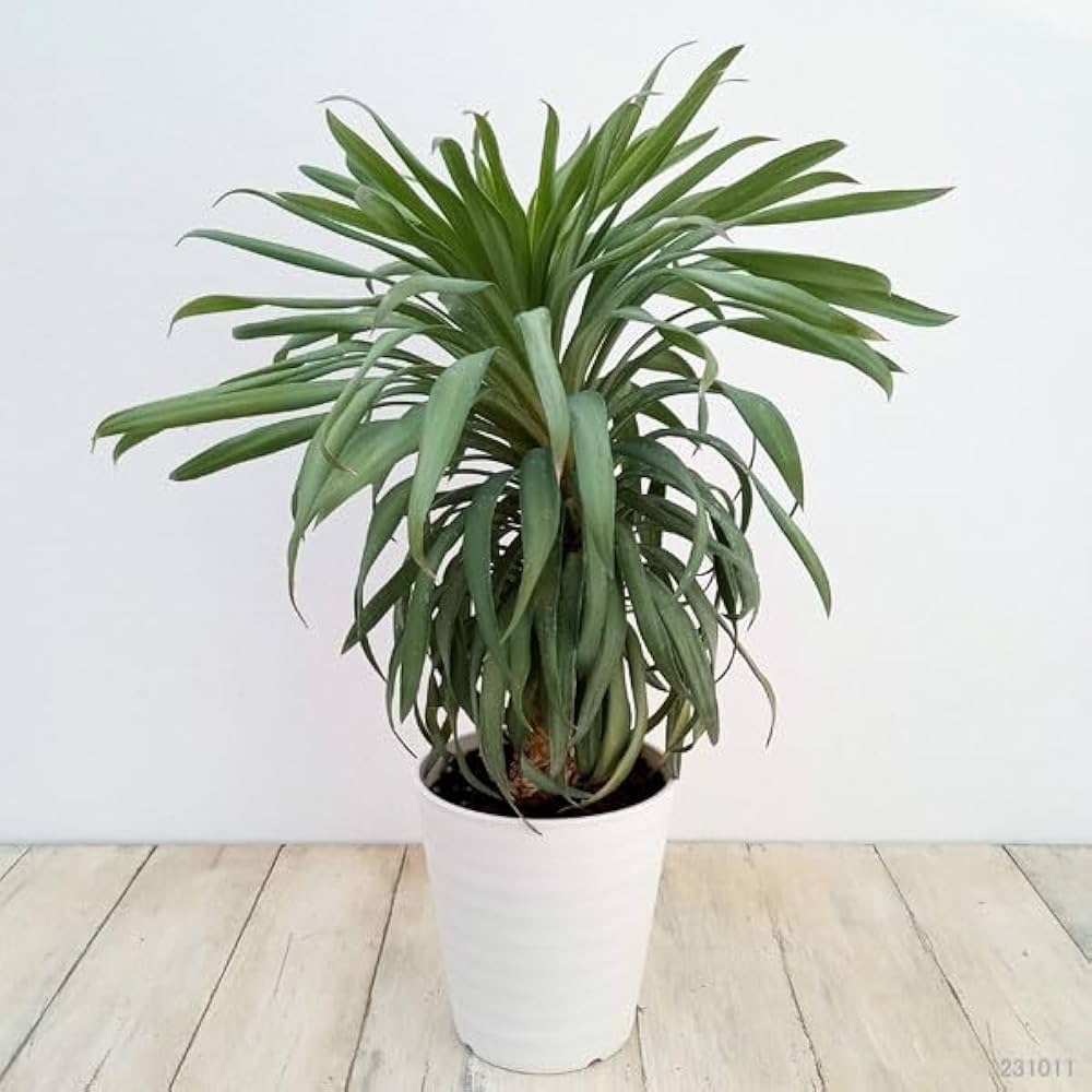 Amazon｜ユッカ：デスメティアーナ コンパクタ 5号鉢植え[冬に美しい