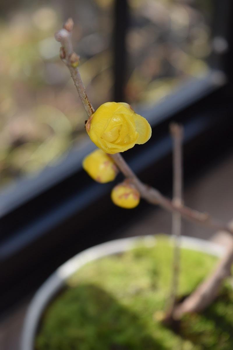 Amazon.co.jp: 満月ロウバイ 蝋梅 : DIY・工具・ガーデン