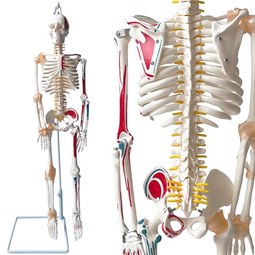 Amazon.co.jp: timiland 人体骨格模型 【サスペンションモデル 85cm