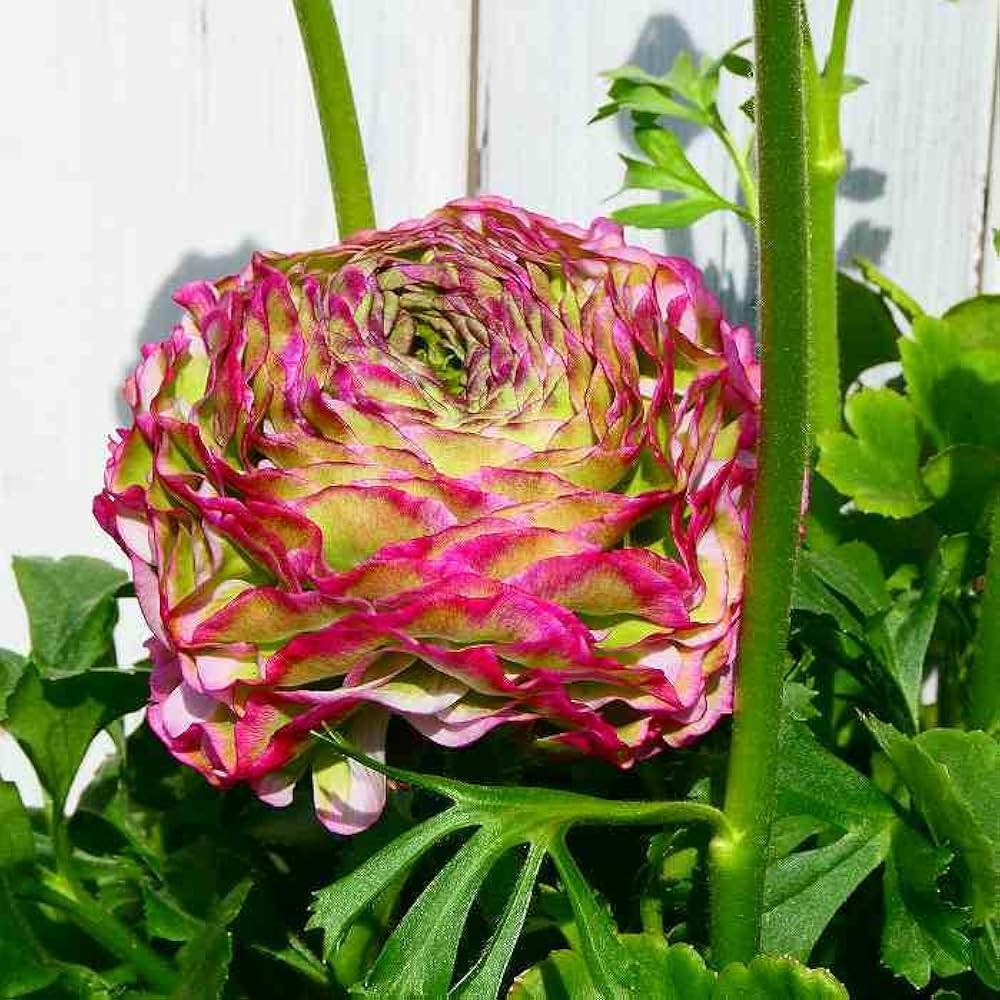 Amazon | ラナンキュラス ポンポンシリーズ マルヴァ 超大輪 6号鉢