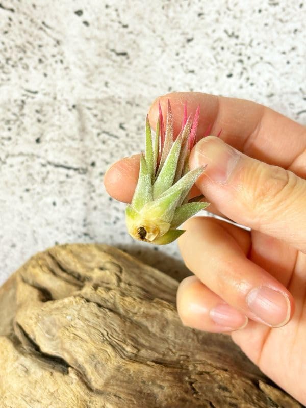 Amazon.co.jp: Frontier Plants 現品チランジア マヤントーテムポール