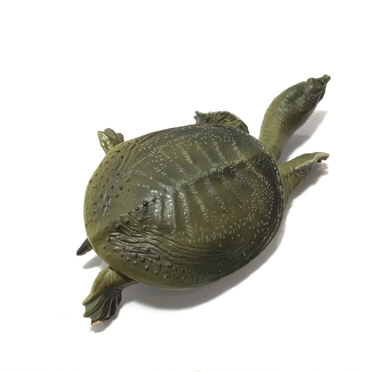 Amazon | ネイチャーテクニカラー 日本のカメ クサガメ 黒化型 ニホン