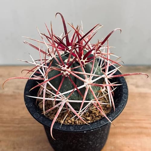 観葉植物 フェロカクタス」の人気商品一覧 | 安い商品を通販サイトから