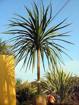 Amazon | ニオイシュロラン ドラセナ 樹高190㎝前後 リゾート庭木 | 植木