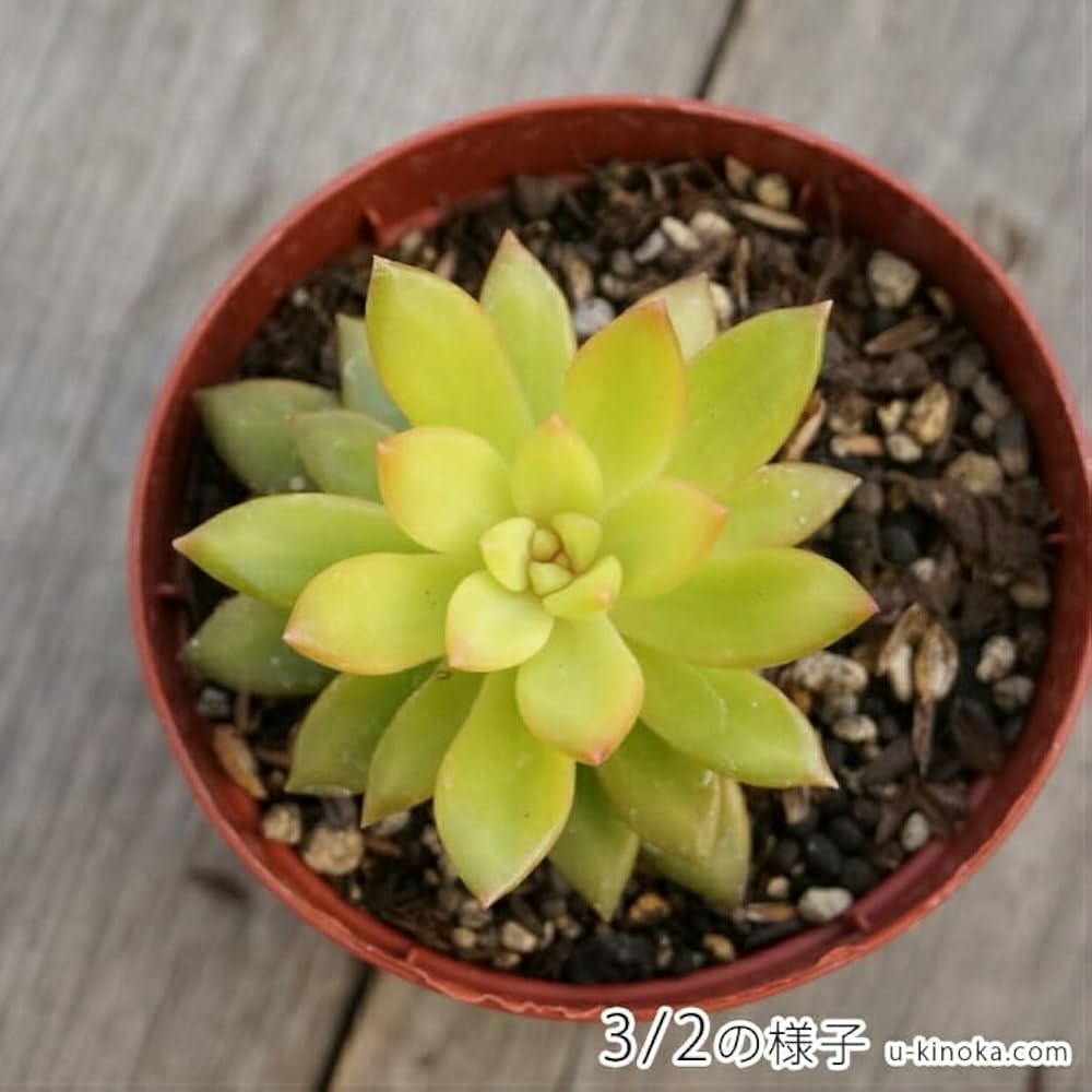 Amazon.co.jp: シンタツタ 新立田 7.5cmポット 多肉植物 セダム