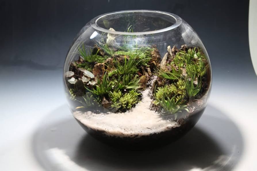 Amazon | 極床 造形君 4L 苔テラリウム パルダリウム | ピクタ | 底砂