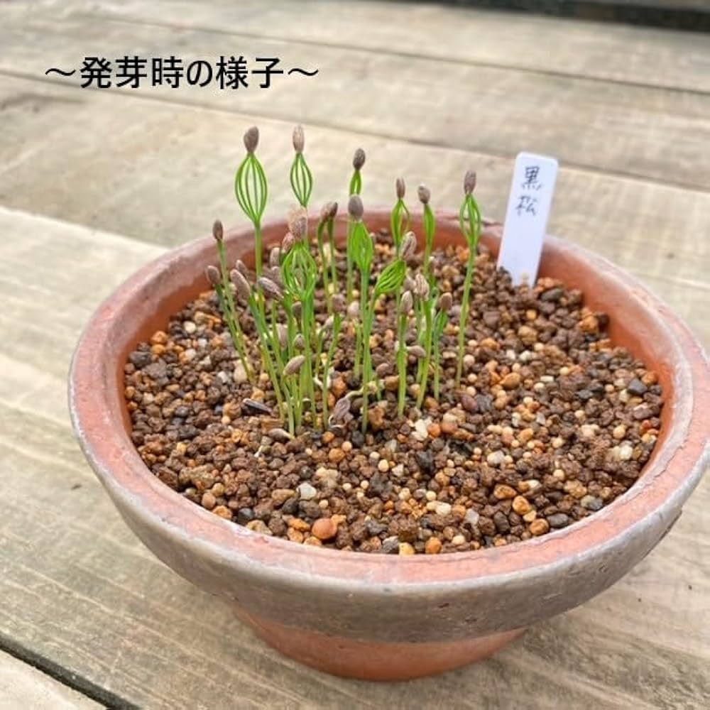 Amazon | 遊恵盆栽：盆栽種子 黒松*クロマツ くろまつ | 花