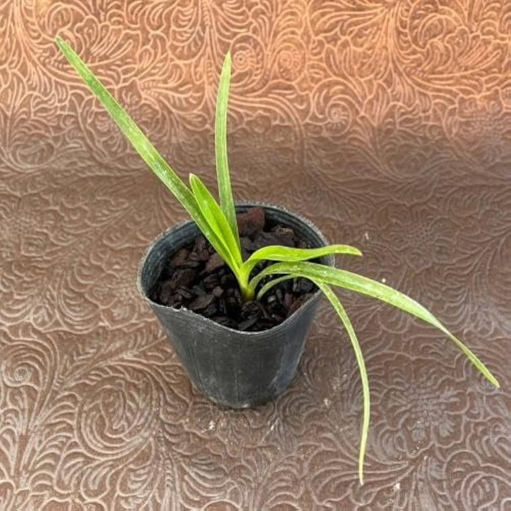 Amazon.co.jp: キンリョウヘン（金稜辺） 原種系 赤花 実生 6cmポット