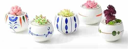 小品盆栽 サボテン 植物鉢 8点組 絵柄6点 小餅庵2点 小品盆栽 サボテン