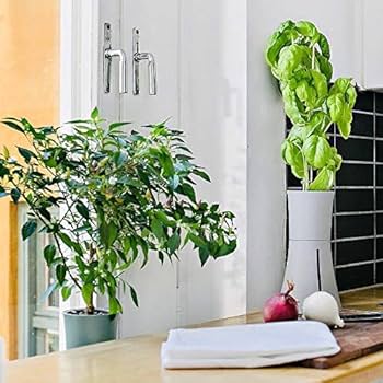 Amazon｜BOTANIUM(ボタニアム) 水耕栽培キット スモークホワイト｜栽培