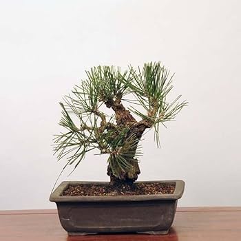 51xHM7P0YoL._AC_UF350,