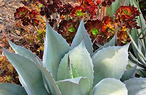 Amazon｜【種子】Agave Ovatifolia ◇アガベ・オバティフォリア／鯨舌
