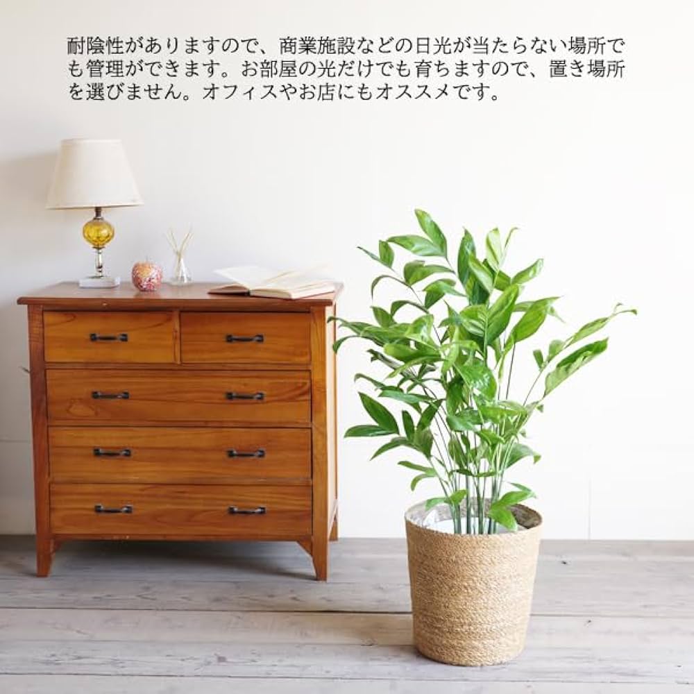 Amazon｜高性チャメドレア 観葉植物 本物 やわらかいかご付 ヤシの木